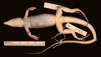 Media type: image;   Herpetology R-151717